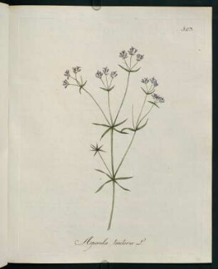 Asperula tinctoria L.