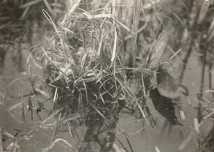 Europa. Wasserralle (Rallus aquaticus). am Nest