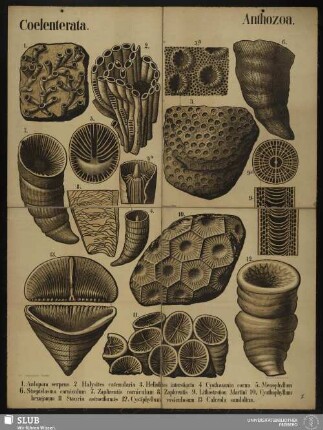 [Tafel 3]: Coelenterata : Anthozoa