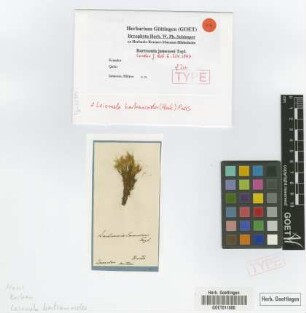 Bartramia jamesonii Taylor [isotype]