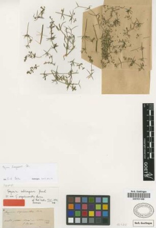 Fagonia myriacantha Boiss. [syntype]