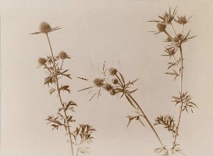 Distel
