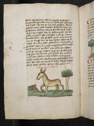 Tier "Reche"; (Teil III A: Von den Tieren, die auf der Erde gehen)