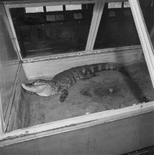 Krokodil, wahrscheinlich im Dresdener Zoo