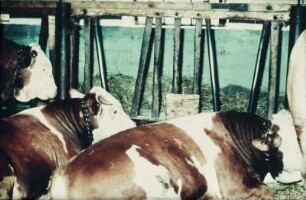 Fotografie: Anbindehaltung, Rindermast, Bulle, Fressgitter