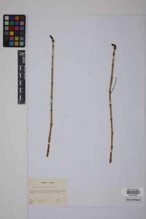 Equisetum fluviatile L.