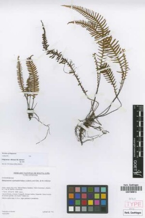 Melpomene xiphopteroides (Liebm.) A.R.Sm. & R.C.Moran