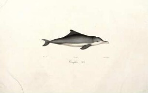Dauphin [bis] Maiba male