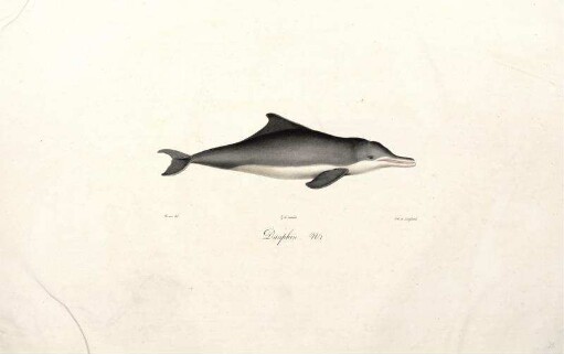 Dauphin [bis] Maiba male
