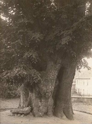 Collm. Linde (Tilia) auf dem Friedhof