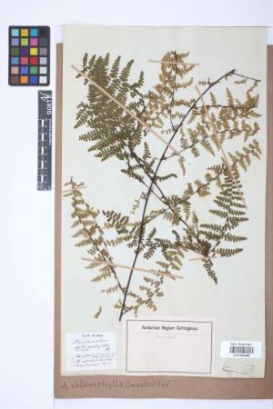 Adiantopsis chlorophylla (Sw.) Fée