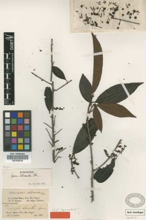 Conomorpha heterantha Benth. ex Miq. [isotype]
