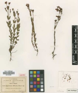 Hypericum diffusum Rose [isotype]