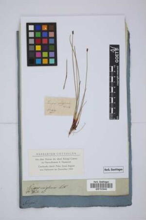 Scirpus uniglumis Link
