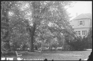 Coswig. Heilstätte Lindenhof, Die alten Linden