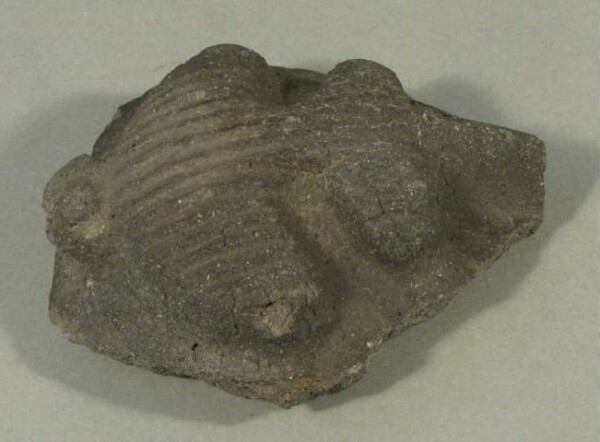 Clay shard