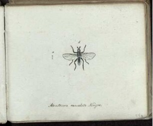 Atractocera maculata Meigen [bis] Lonchoptera lutea Fem. Meig.