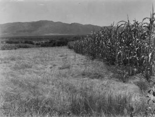 In der Ebene von Cobbo : Blick in die Ebene von Cobbo. Im Bildhintergrund eine Bergkette. Rechts im Bild ein Maisfeld