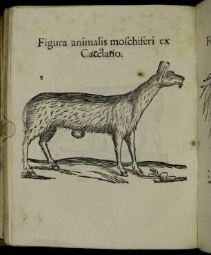 Figura animalis moschiferi ex Carelario.
