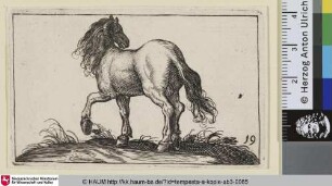 [Scharrendes Pferd nach links, von hinten gesehen; Pawing Horse Viewed from the Rear]