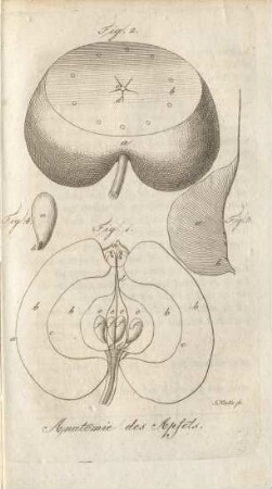 Anatomie des Apfels