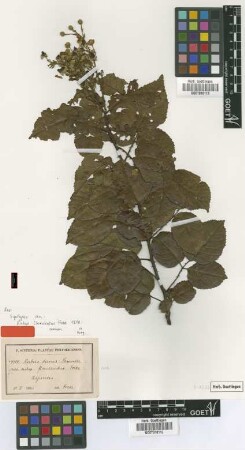 Rubus florulentus Focke [syntype]