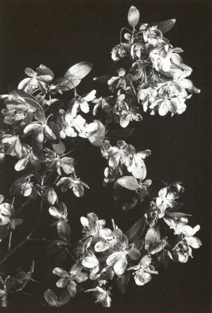 Zwergkirsche (Zwergweichsel, Wilde Kirsche, Prunus fruticosa)