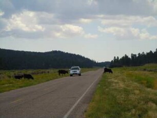 Schwarze Kühe in der Landschaft : Schwarze Kühe grasen am Highway US 12, aufgenommen am 17. August 2012