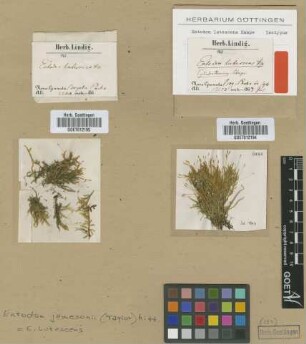 Entodon lutescens Hampe [isotype]