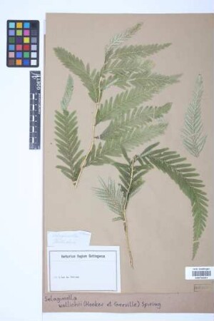 Selaginella wallichii (Hook. & Grev.) Spring
