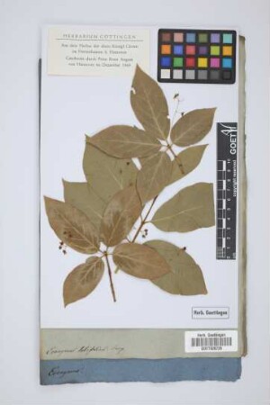 Evonimus latifolius Jacq.