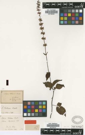 Salvia japonica Thunb.