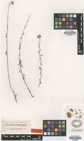 Achillea oxyodonta Boiss. [type]