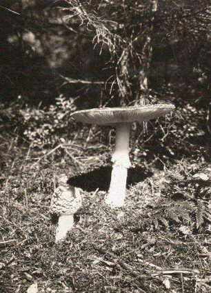 Fliegenpilz (Amanita muscaria)