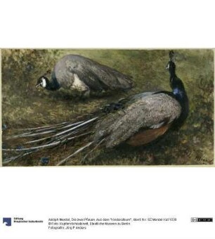 Die zwei Pfauen. Aus dem "Kinderalbum"