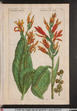 [Canna]