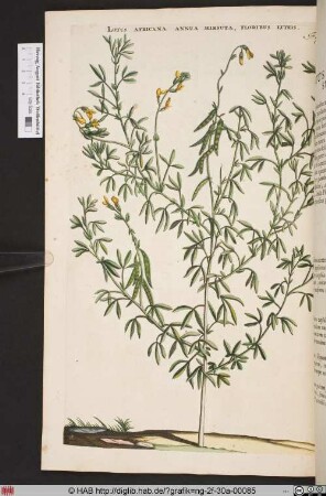 LOTUS AFRICANA ANNUA HIRSUTA, FLORIBUS LUTEIS.