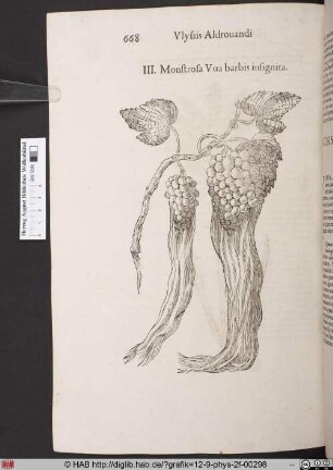 Monstrosa Vua barbis insignita.