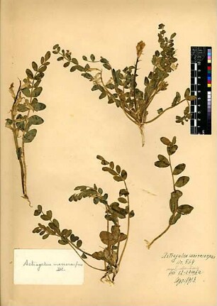 Leguminosae Astragalus macrocarpus Candolle, Augustin Pyramus de (1778 - 1841) [Ramla, ar-Ramla, Ramleh]