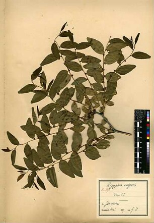 Rhamnaceae Zizyphus vulgaris Lamarck, Jean-Baptiste Pierre Antoine de Monet de (1744 - 1829) [Jerusalem, Yerushalayim, El Quds, Al-Quds, Al Quds, El Quds Esh Sherif, Al-Muqaddas, Jérusalem, Gerusalemme, Jerusalén, Aelia Capitolina, Colonia Aelia Capitolina, Hierosolyma, Urusalim, Jerusalem]