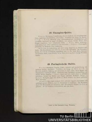 49. Portugiesische Quitte.