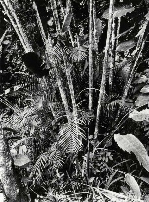 Tropischer Wald auf Cuba