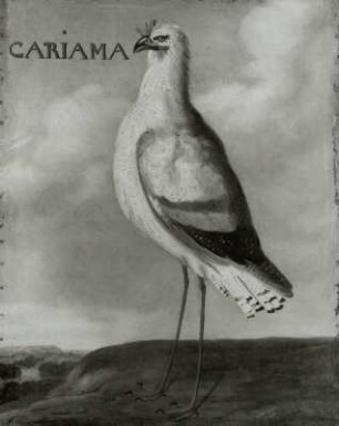 CARIAMA Schlangenstorch (Seriema-Cariama cristata - Dicholophus cr.)