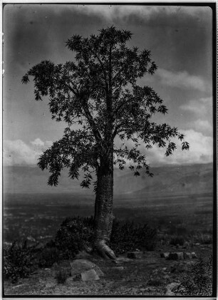 Hügel von San Pedro : Baum in einer Landschaft