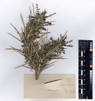 Leguminosae Astragalus Forskahlei Boissier, Edmond (1810 - 1885) [Chan Hatrur, chan-hatrur, Chan el Hatrura]