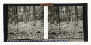 Pingenfeld im Kellerwald, südliches Waldeck