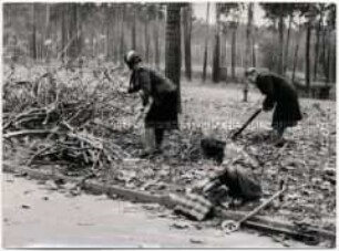 Während der Berlin-Blockade versorgt sich die Bevölkerung mit Brennholz aus den Waldgebieten am Berliner Stadtrand