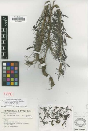 Indigofera anil L. var. Griseb. angustifolia[isotype]
