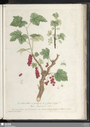 Le Groseiller a grappes et a fruit rouge