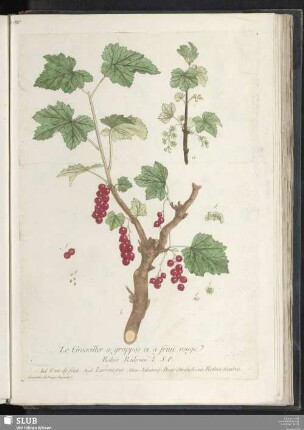 Le Groseiller a grappes et a fruit rouge